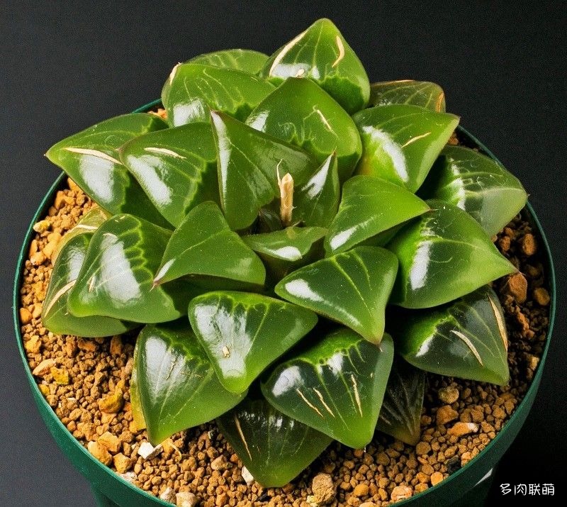 多肉玉露寿的品种图鉴,日本十大耐阴多肉