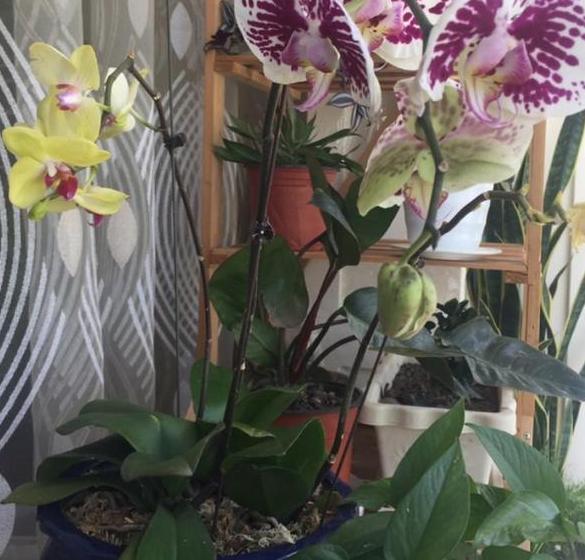 蝴蝶兰花谢后怎么处理才能再开花,蝴蝶兰花谢后怎么处理慢动作