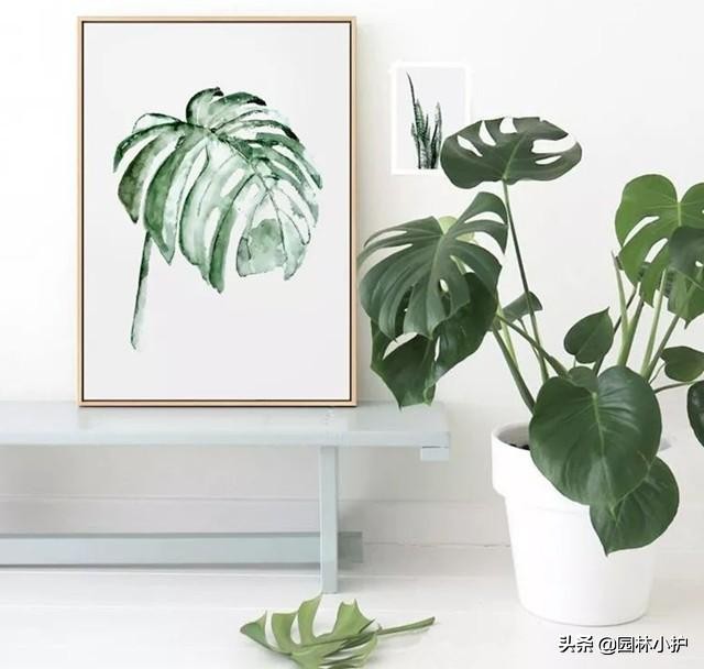吸甲醛的绿植排名表,吸甲醛能力最强的绿植