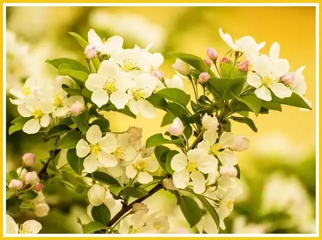 魔都赏花旅游攻略,魔都春季赏花好地方