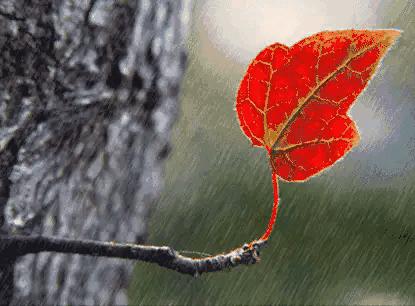 枫叶的美文,枫叶散文