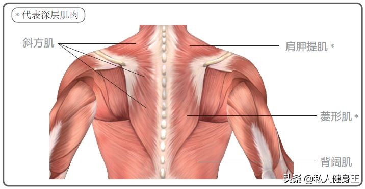 背部变薄的拉伸瘦背最好方法,背部怎么塑形