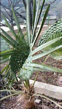 伴娘不够伴郎来凑完整版,伴娘不够弟弟来凑