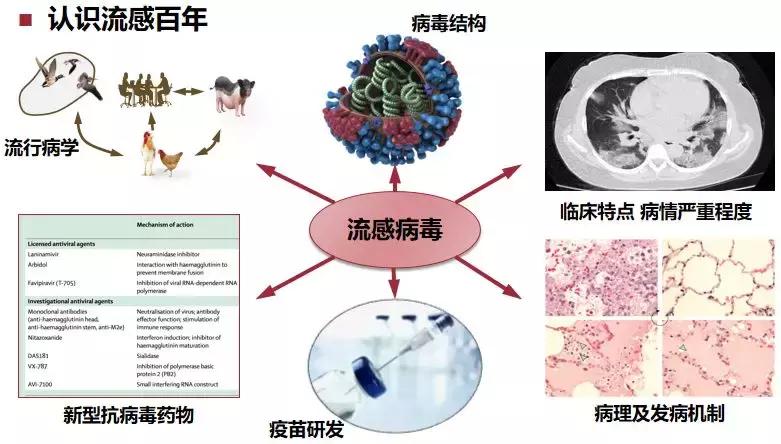 免疫正常成年CAP患者，非流感与流感病毒性肺炎病情严重程度相似