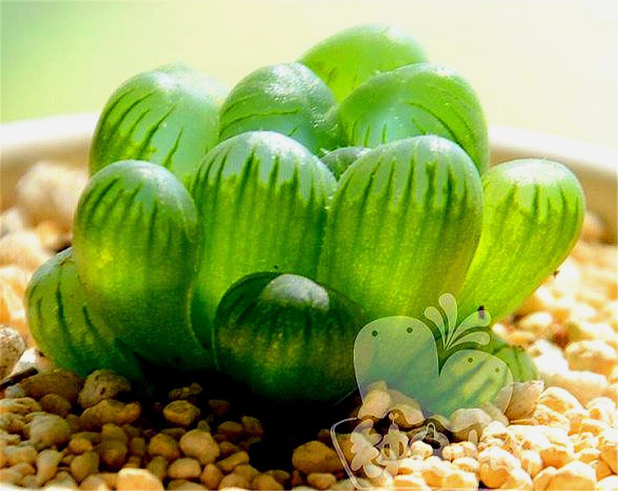 姬玉露怎么养效果最好,姬玉露怎么养才能爆盆