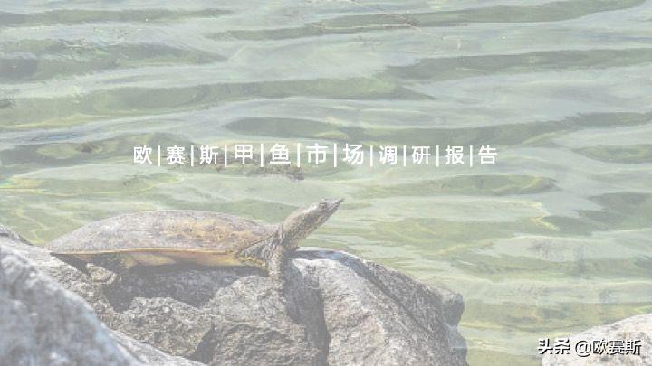欧赛斯带你全方位洞察甲鱼市场发展趋势及竞争格局