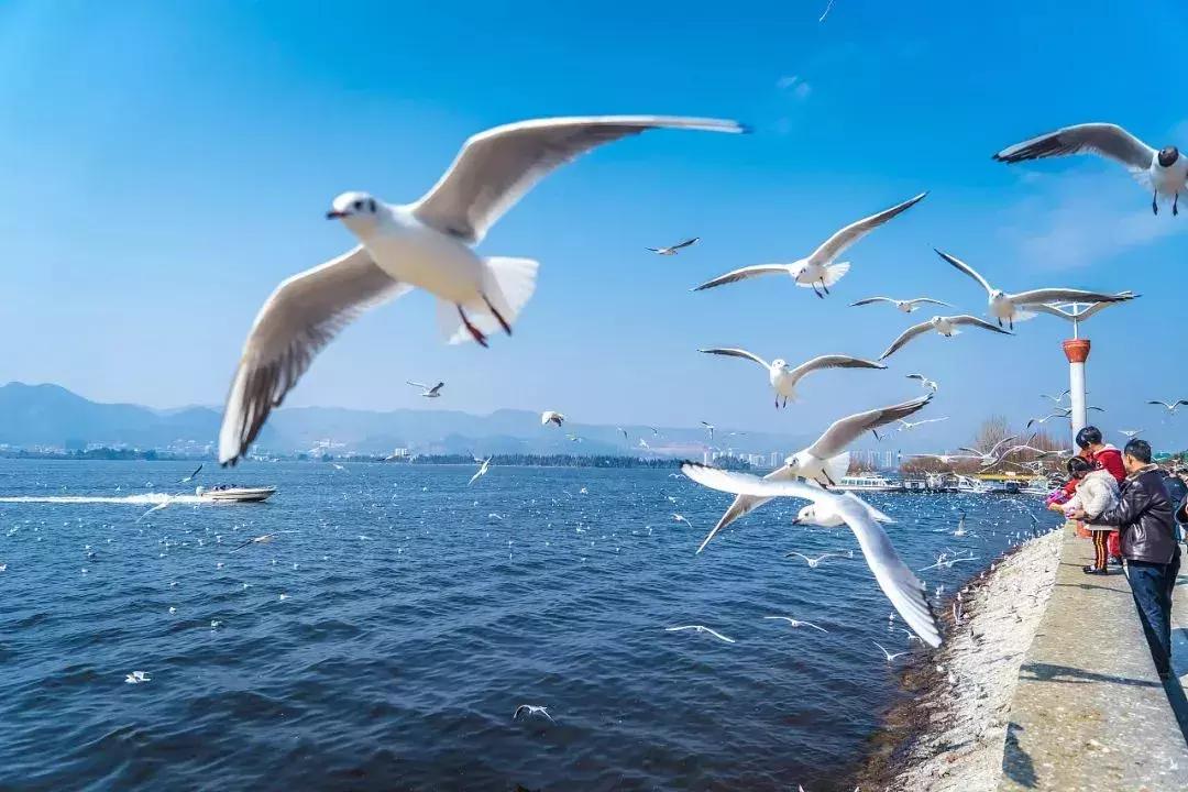 好消息昆明7个公园免费开放,昆明市好消息