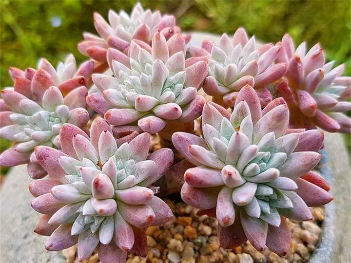 什么多肉夏天也可以继续生长,教你十大多肉养护技巧