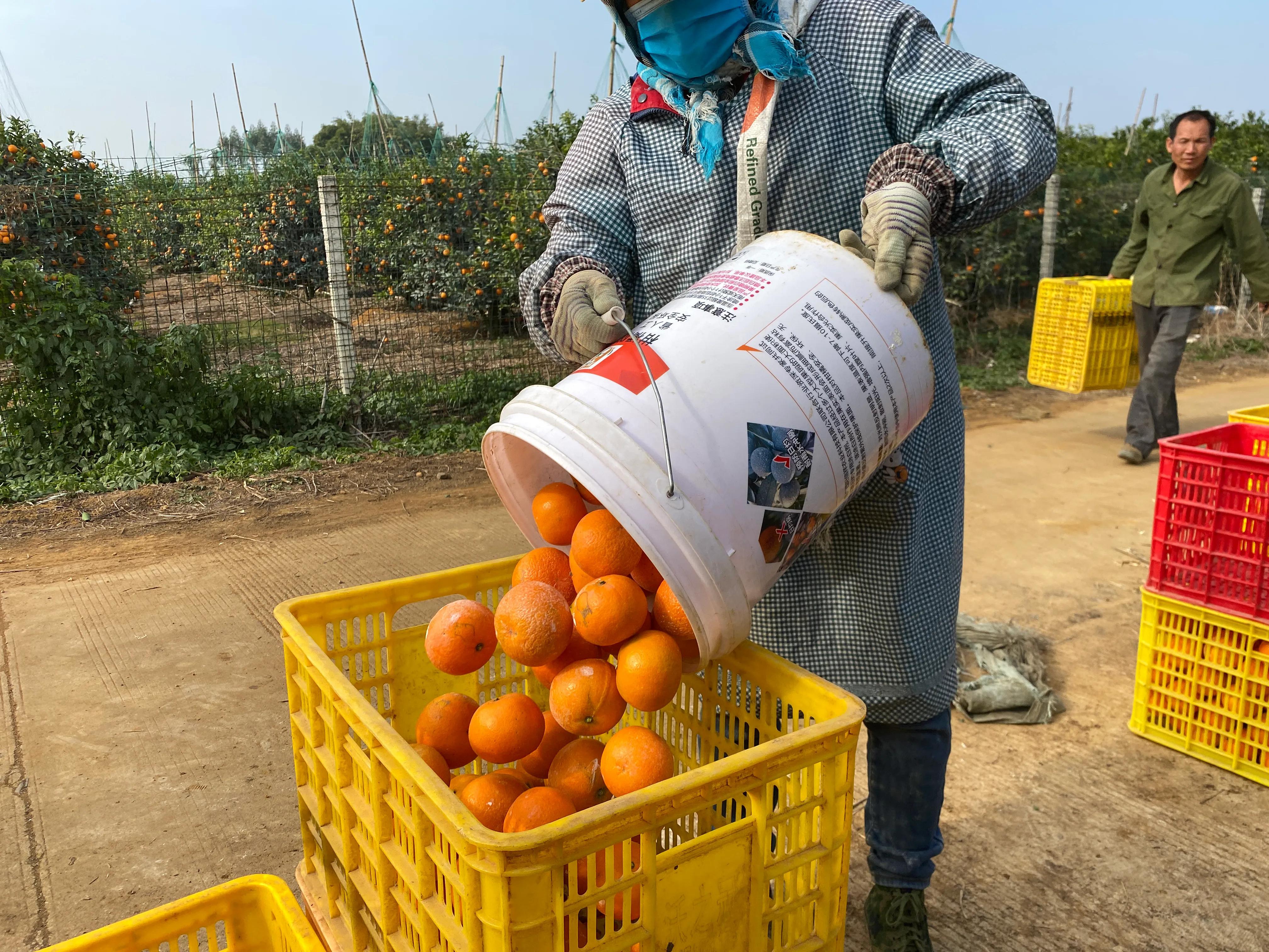 广西沃柑辟谣,在广西买水果