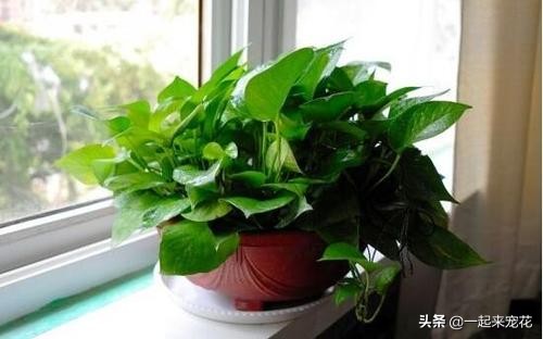 绿萝是个老酒鬼,一周喝一碗,新叶呼呼长,黄叶绿回来