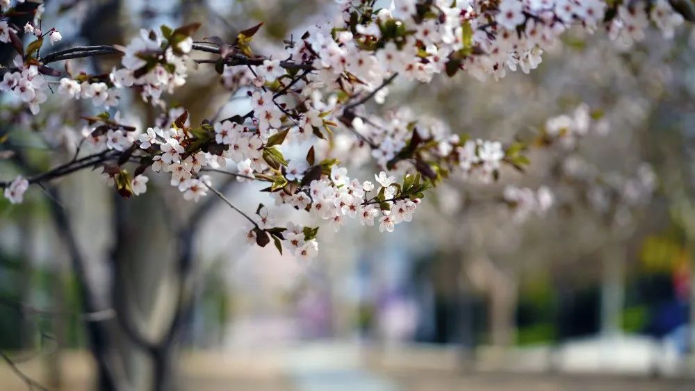 大连海事大学应用本科招生,大连海事大学本科招生信息网官网