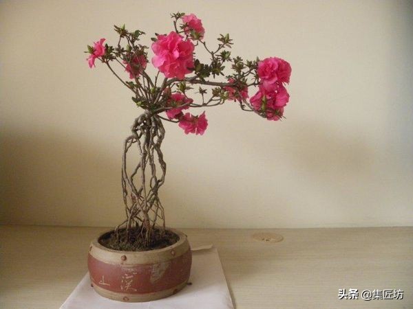 提根杜鹃盆景欣赏,杜鹃提根盆景浇水