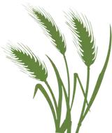 艾草驱蚊驱虫,艾草驱虫祛湿