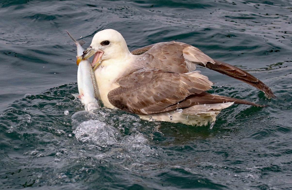 会喷毒液的鸟,会喷臭液的昆虫