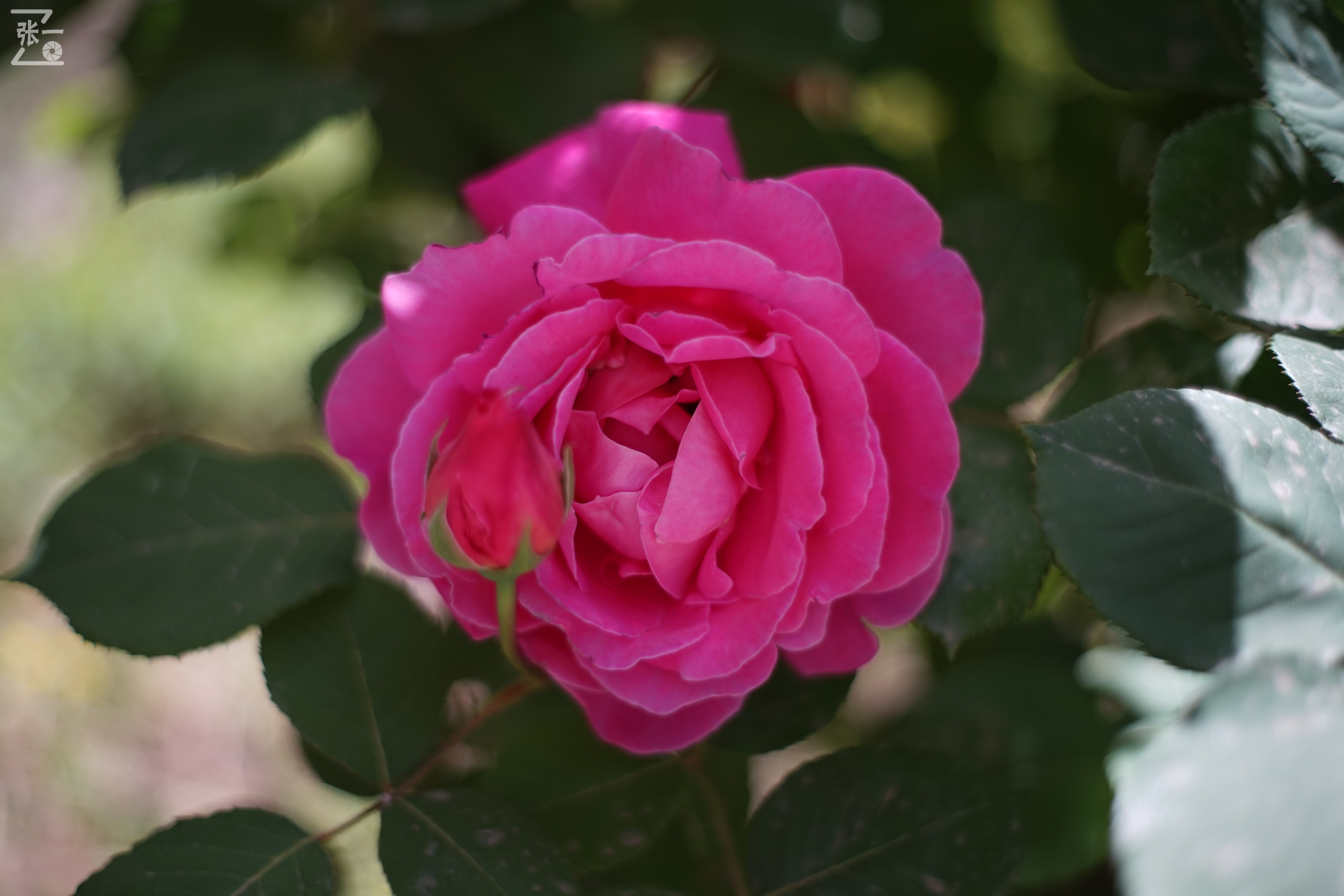 凤凰国产50mm镜头,凤凰索尼e口镜头