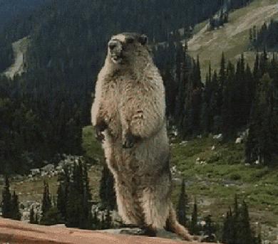 选猫砂防臭,天然矿石猫砂推荐测评