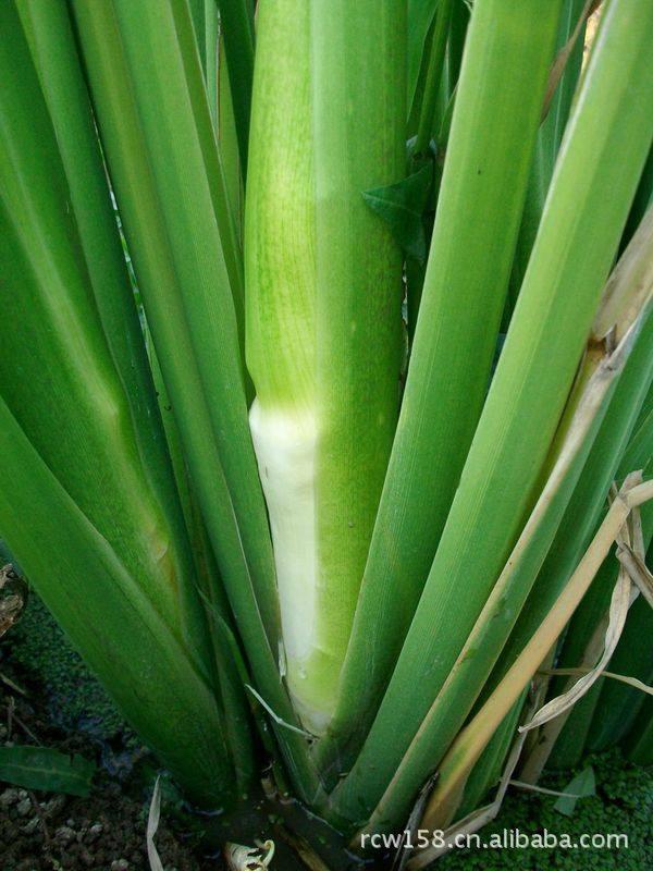 舌尖上的美食儿时的味道找了好久,有一种美食叫做童年回忆