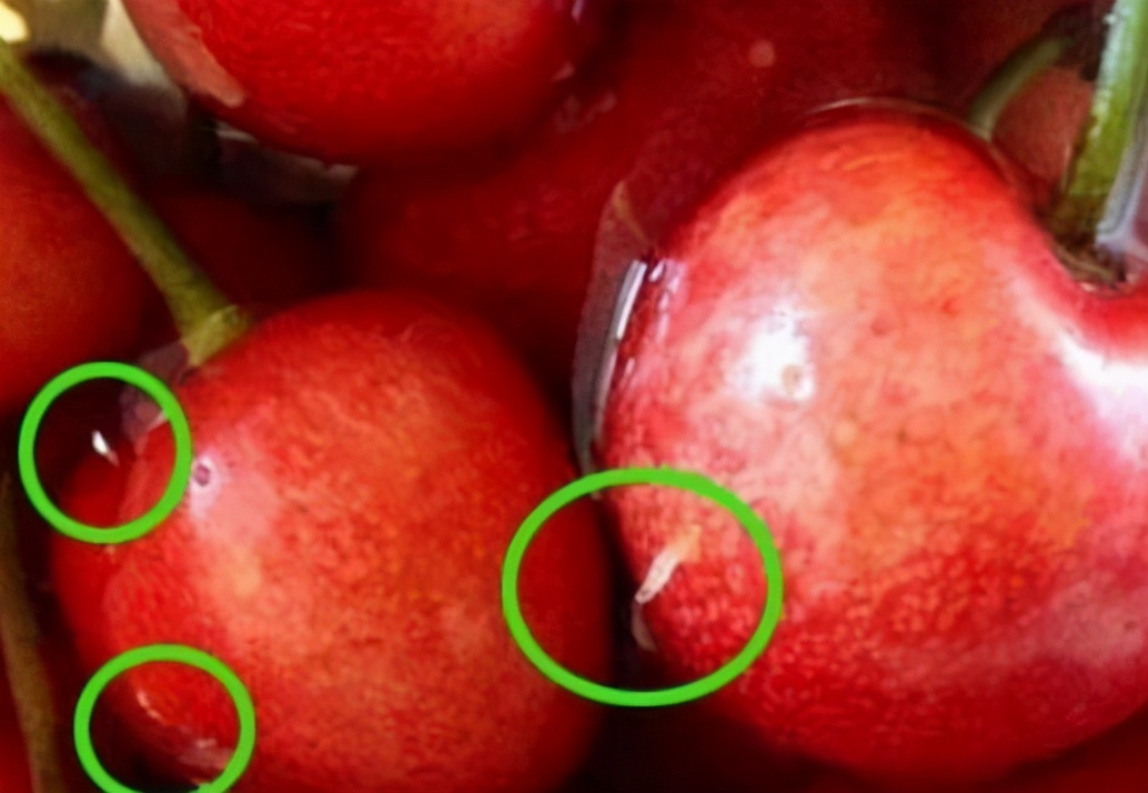 现在的樱桃有虫吗,樱桃叶子什么虫吃