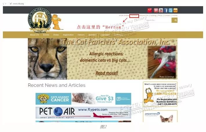 猫咪血统怎么检测,猫咪cfa证书血统怎么看