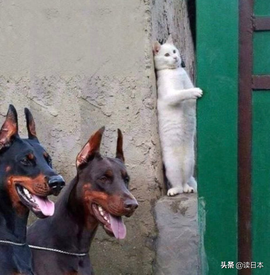 沙雕手办日本小哥,日本沙雕手办小哥哥