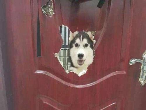 养的四种狗狗打死也别养,千万不要养的狗狗有哪些