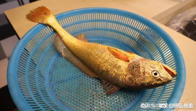 大黄鱼这么贵是因为营养更高吗,野生大黄鱼的五个不一样