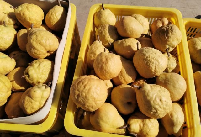 进口比利时丑梨,最好的丑梨品种