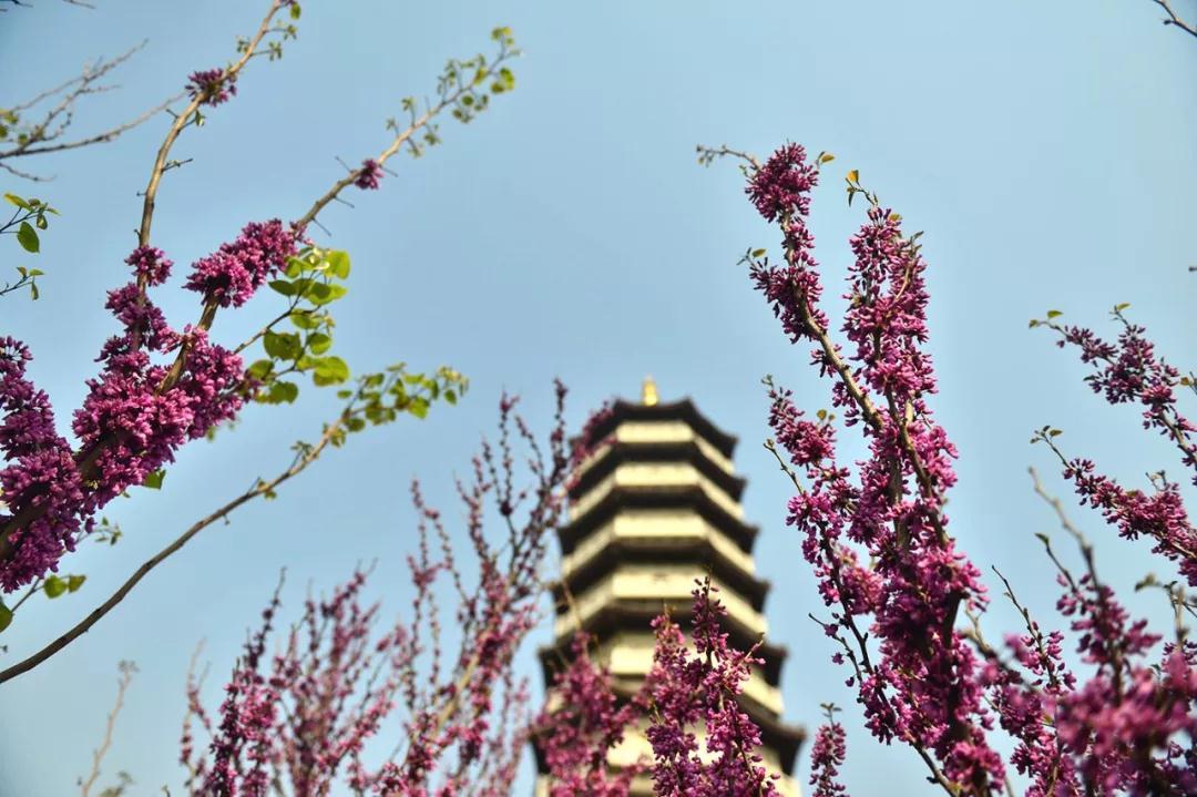 天津春天最美的花园,天津春天去赏花