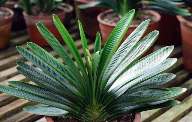 君子兰养殖方法和技巧如何浇水,君子兰夏季室外高温怎么养