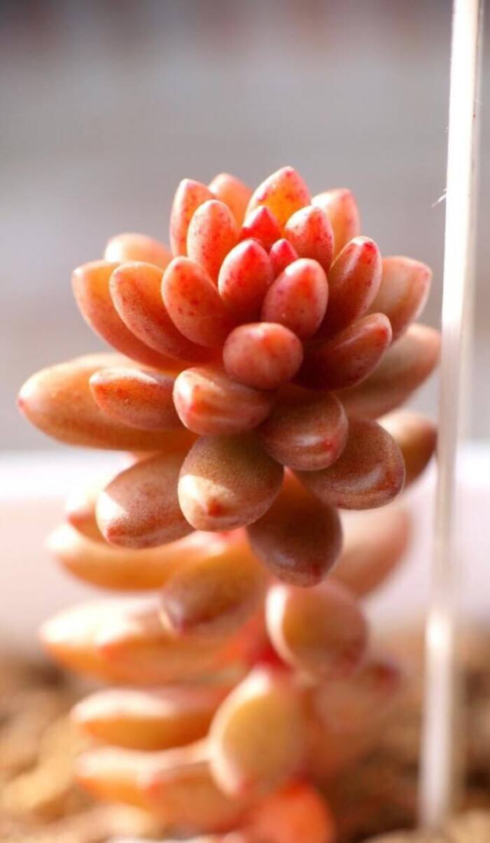 1000种多肉植物图鉴大全大图,景天科1000种多肉植物图鉴