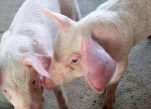 猪耳廓增厚,猪耳朵肿胀的很厉害是怎么回事