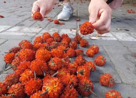 农村常见树木,白色汁液让人嫌弃,果实像“灯笼”,可用来治藓