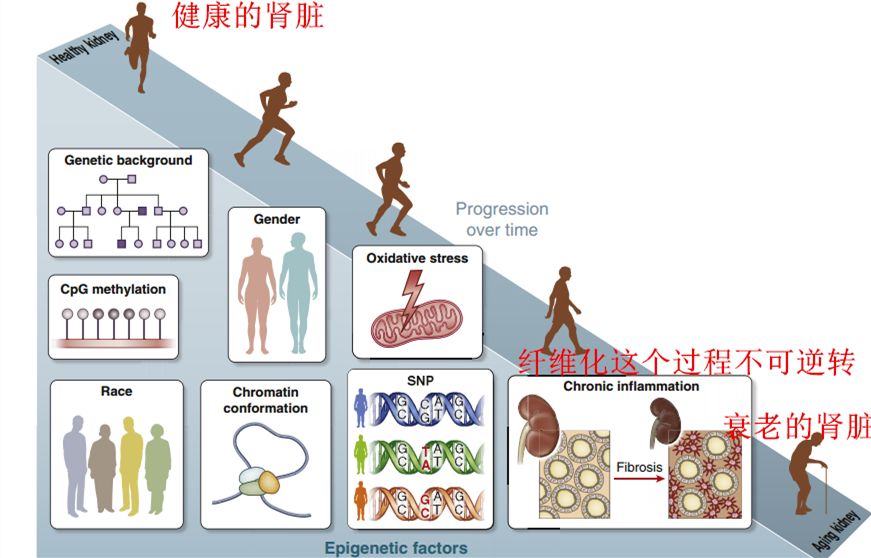 肾病能治好吗会死人吗,肾病只能缓解吗