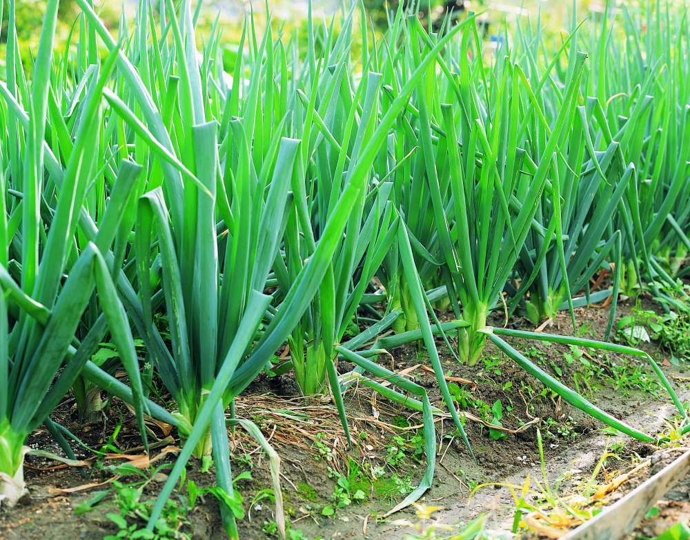 农村自家种的青菜无公害不打药,种青菜不长虫子