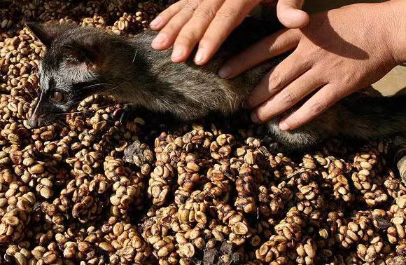 我为什么拒收朋友送的猫屎咖啡