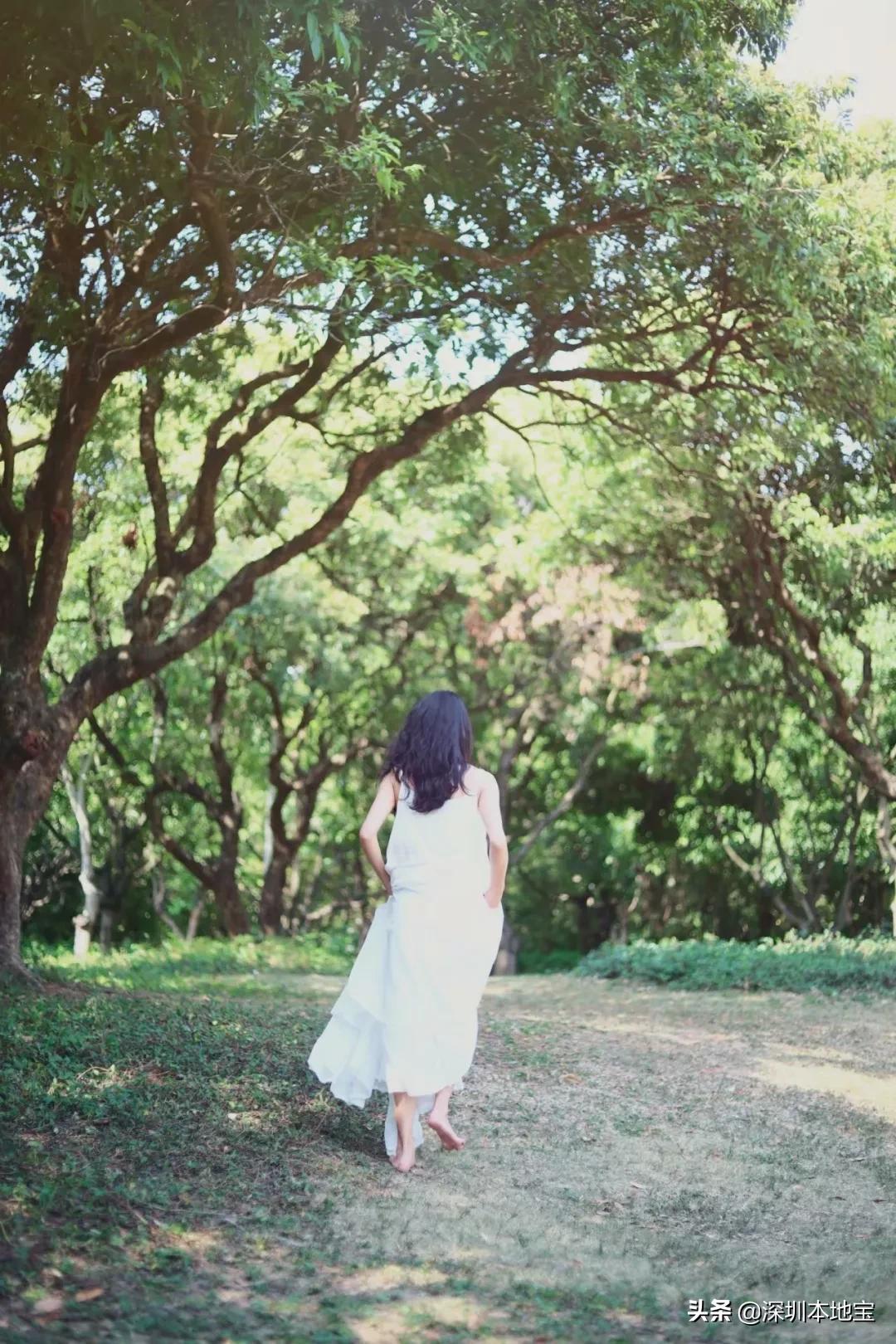 深圳有哪些地方免费景点,深圳都有什么景点免费游玩