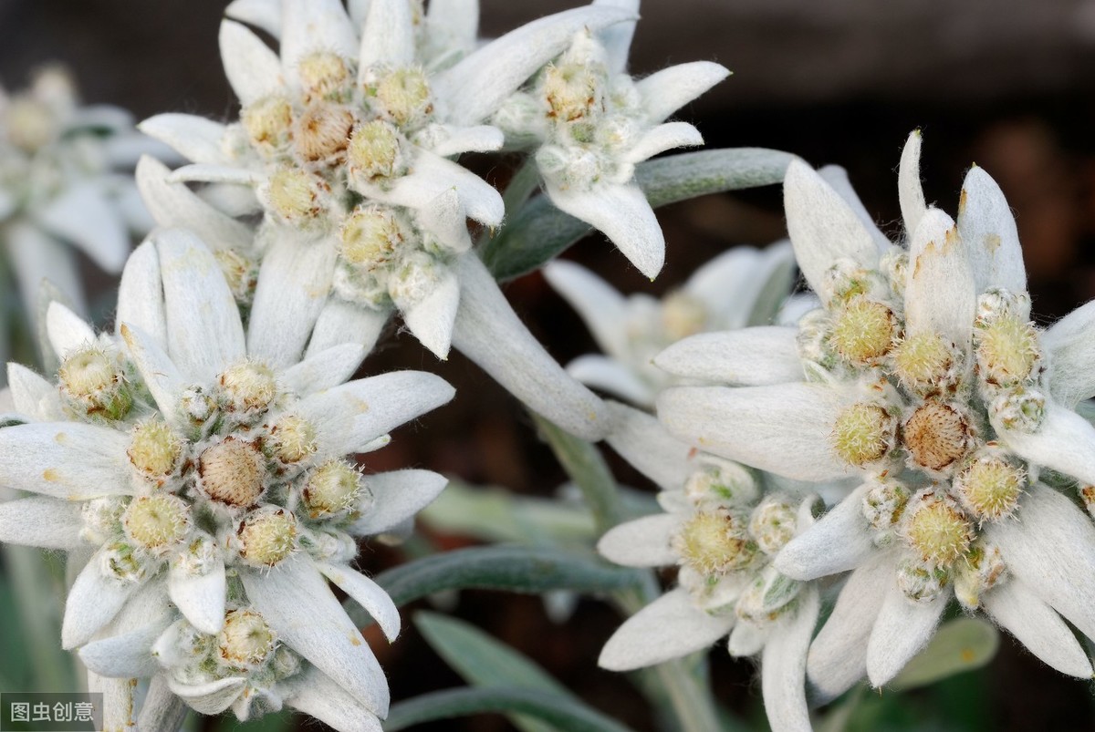 牡丹真国色倾国倾城,中国的国花牡丹特点