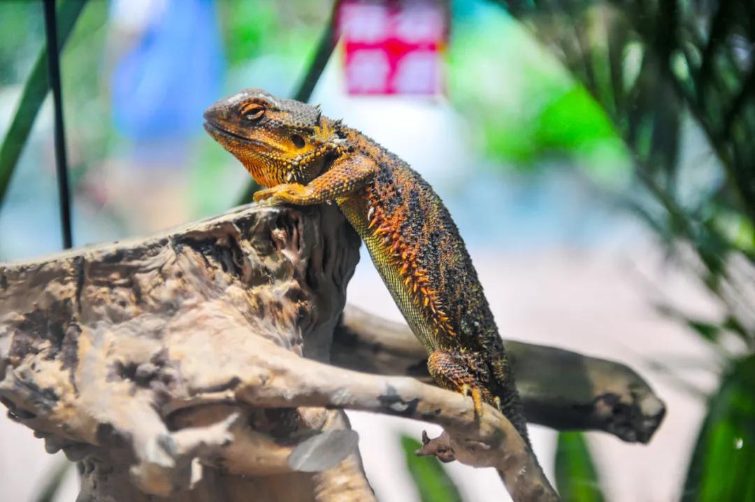 免费！森林物语•虫现江湖，“热带雨林”空降济南！