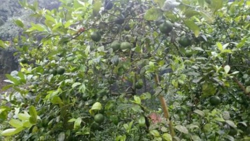 柠檬的栽培方法视频,柠檬的种植技术与管理方法