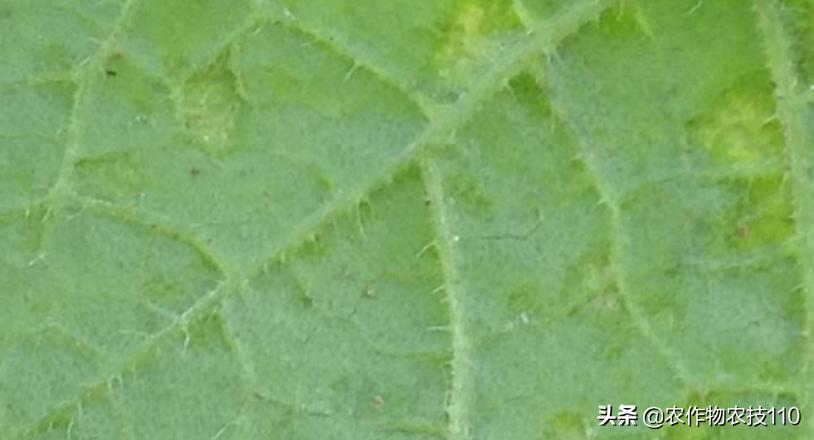 甜瓜品种更香更甜更高产易栽培,冬季大棚甜瓜高产栽培技术