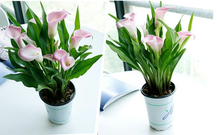 彩色马蹄莲怎么养爱开花图片,彩色马蹄莲夏季的养殖方法