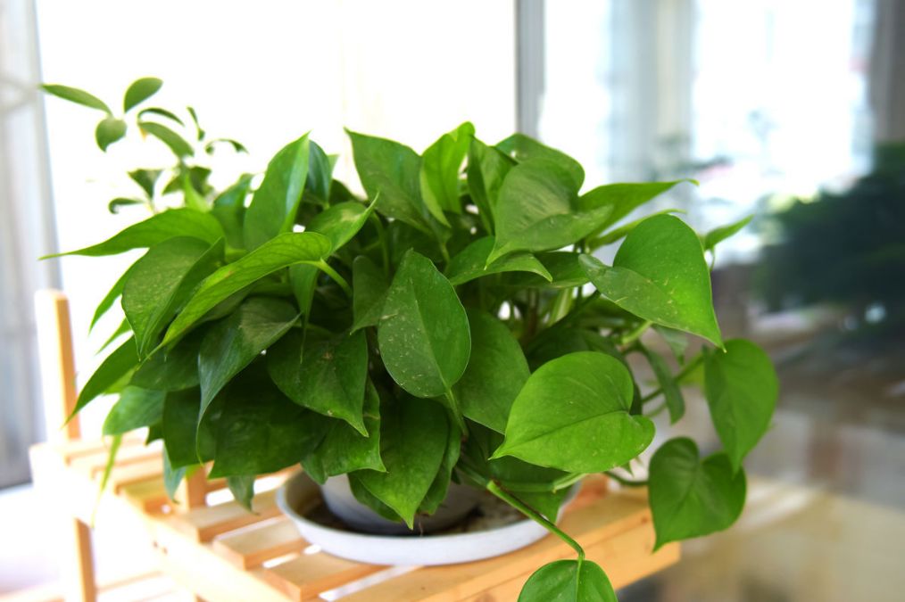 绿萝吊兰叶片发黄怎么办小妙招,绿萝根部腐烂叶片发黄是什么原因