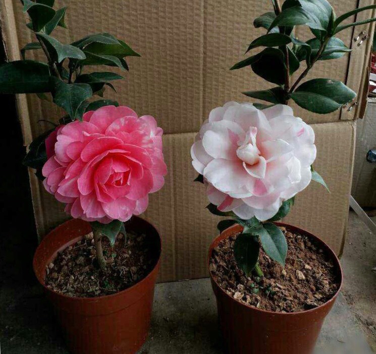 招财富贵花有哪些,高级富贵花给人带来吉祥好运