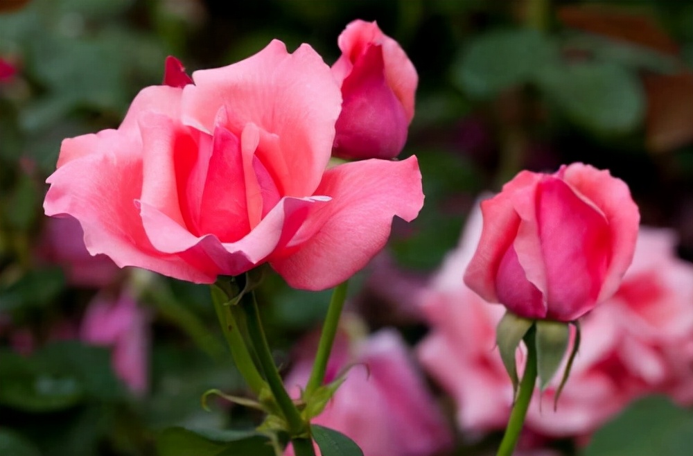 生活中常见的花语大全,生活中常见花卉花语