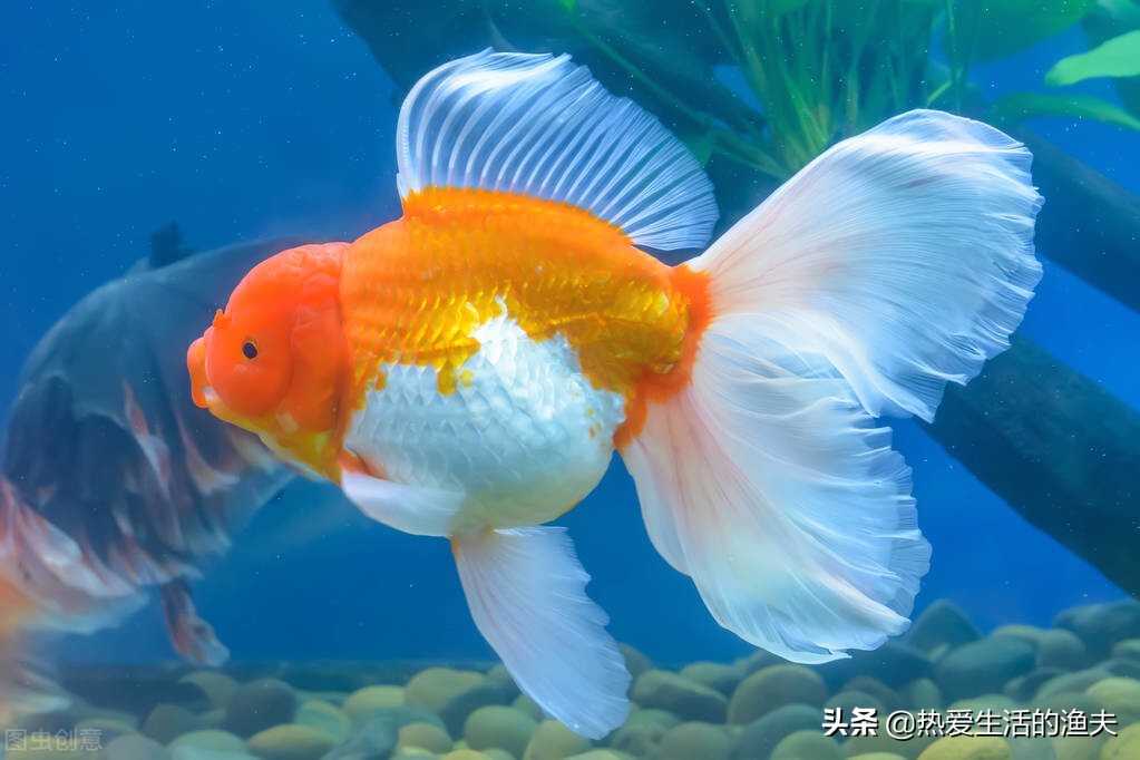 金鱼要怎么养才能活得更久,掌握好这五点养好金鱼根本就不难