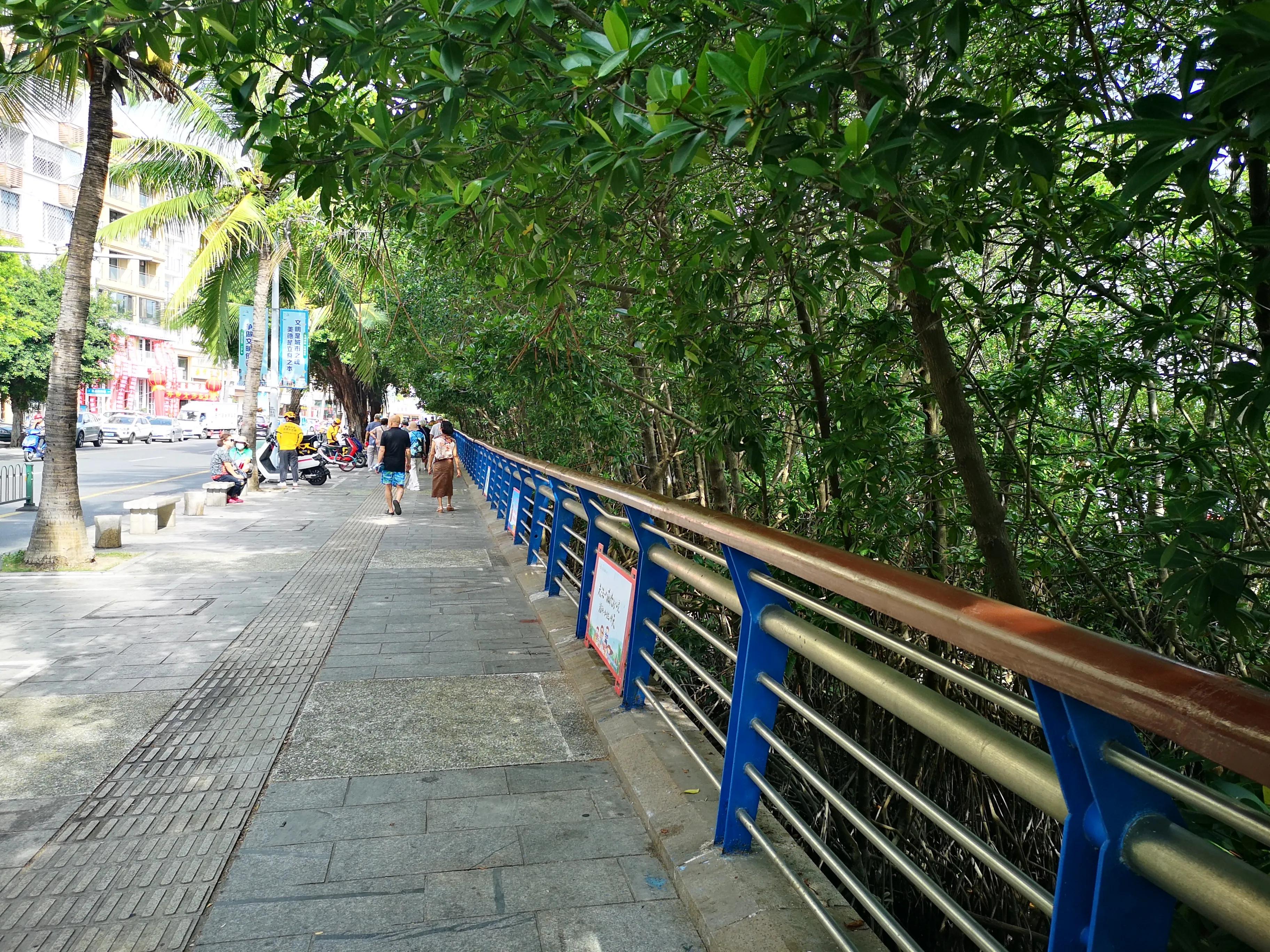 三亚红树林,神奇的亚马逊雨林