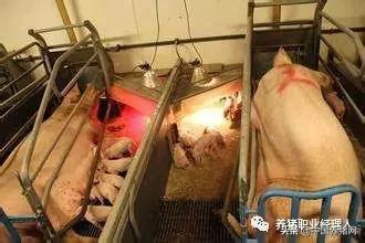 猪场产房管理十大方法,母猪产房管理