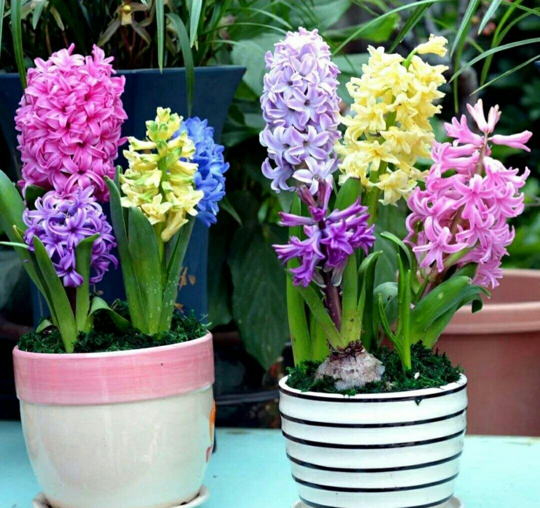 淘米水养花有啥用,淘米水浇花有臭味