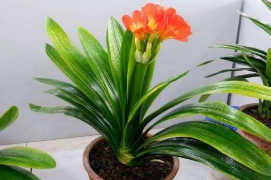 小盆养大花大盆养死花,小盆养大花大盆养死花什么意思