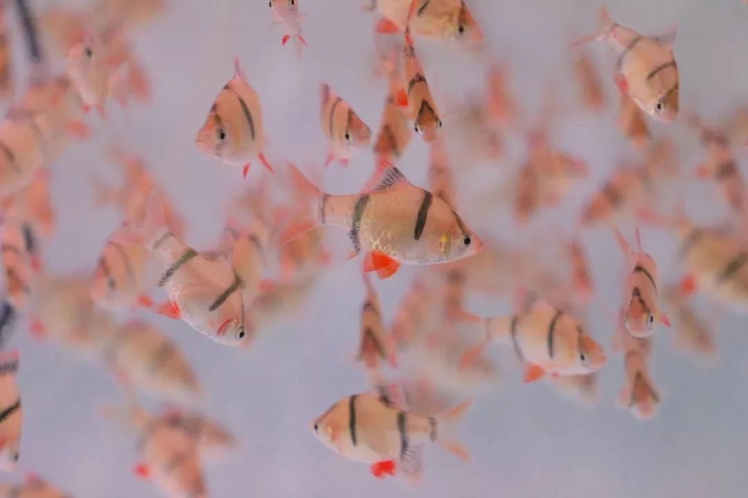 深圳旅游好去处推荐,深圳宝安区周末休闲浪漫好去处